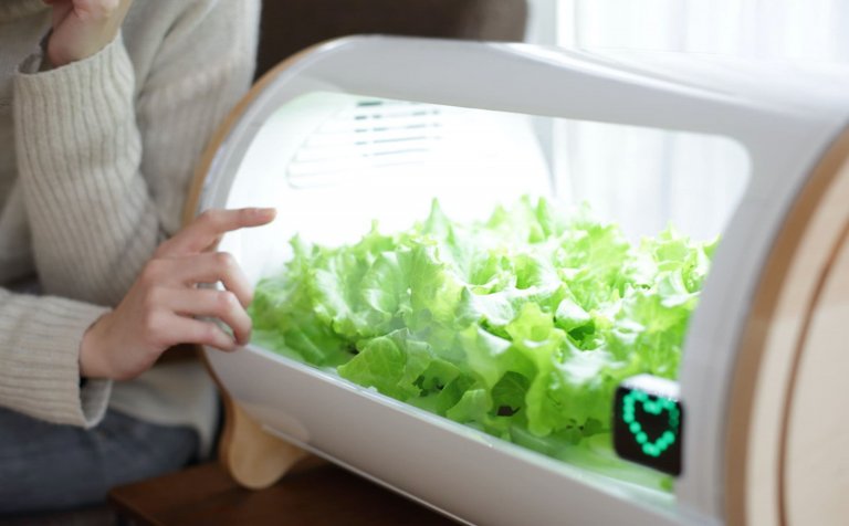 Hydroponická zahrádka, pěstujte bylinky bez půdy