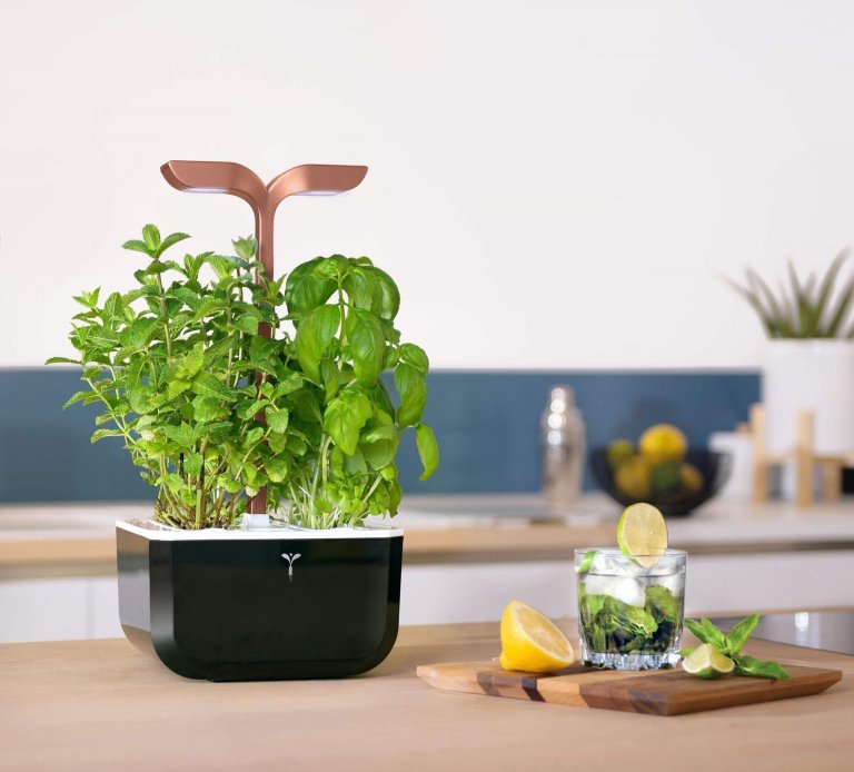Hydroponická zahrádka, pěstujte bylinky bez půdy
