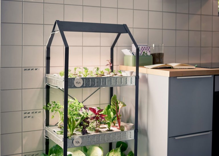 Hydroponie je moderní způsob pěstování rostlin bez půdy, pouze v živném roztoku
