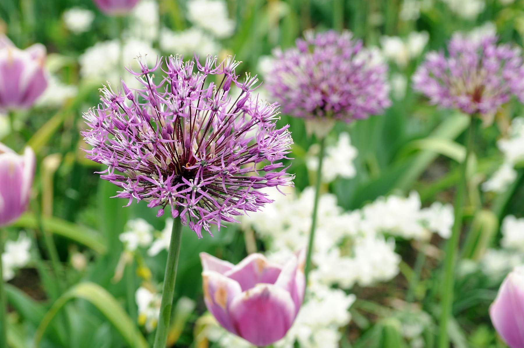 Okrasný česnek jako ozdoba vaší zahrady