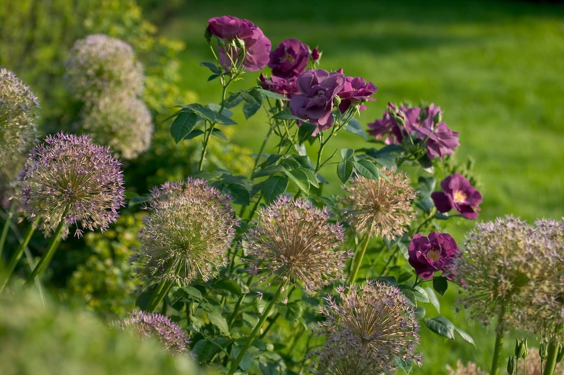 Okrasný česnek jako ozdoba vaší zahrady