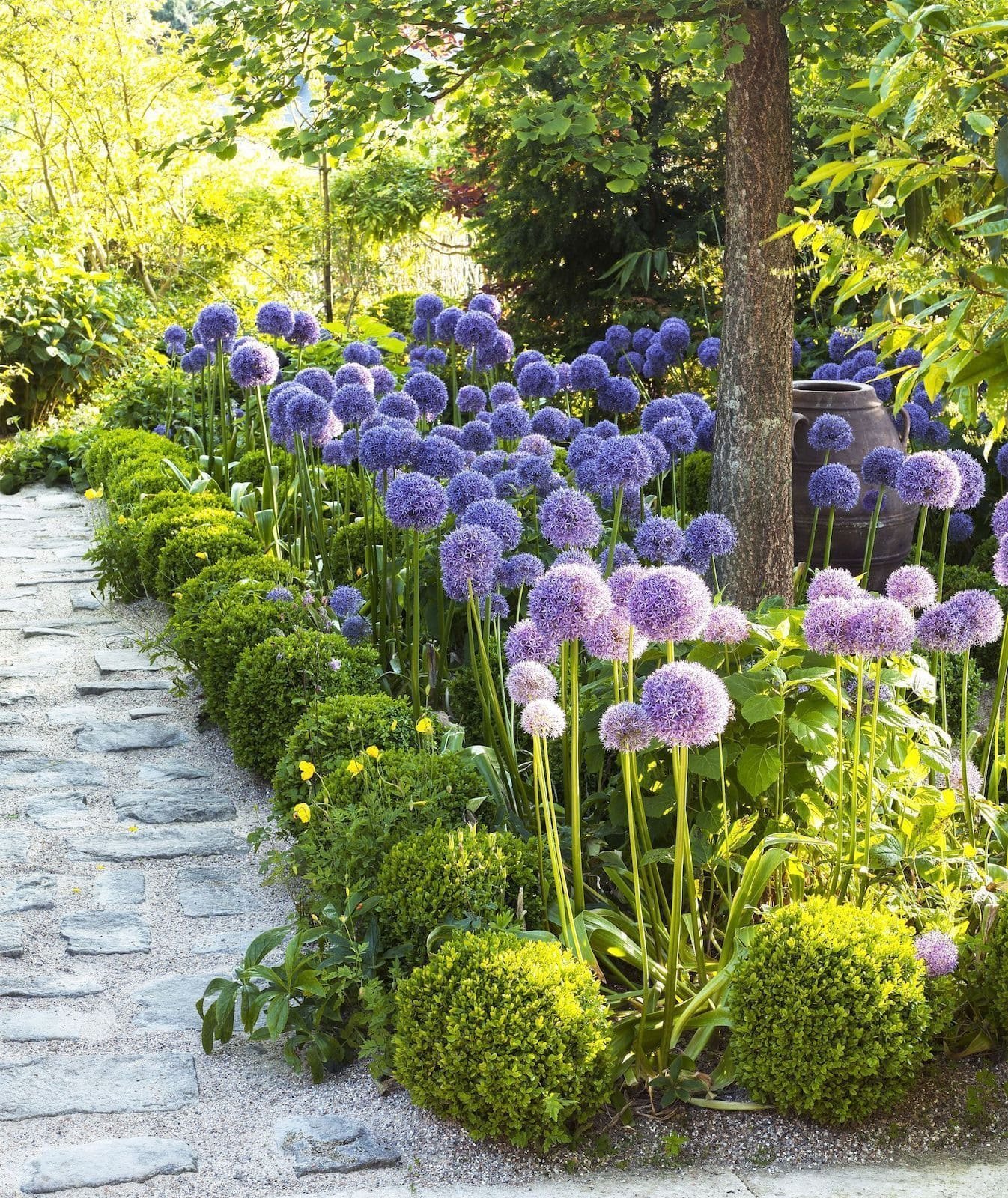 Okrasný česnek jako ozdoba vaší zahrady