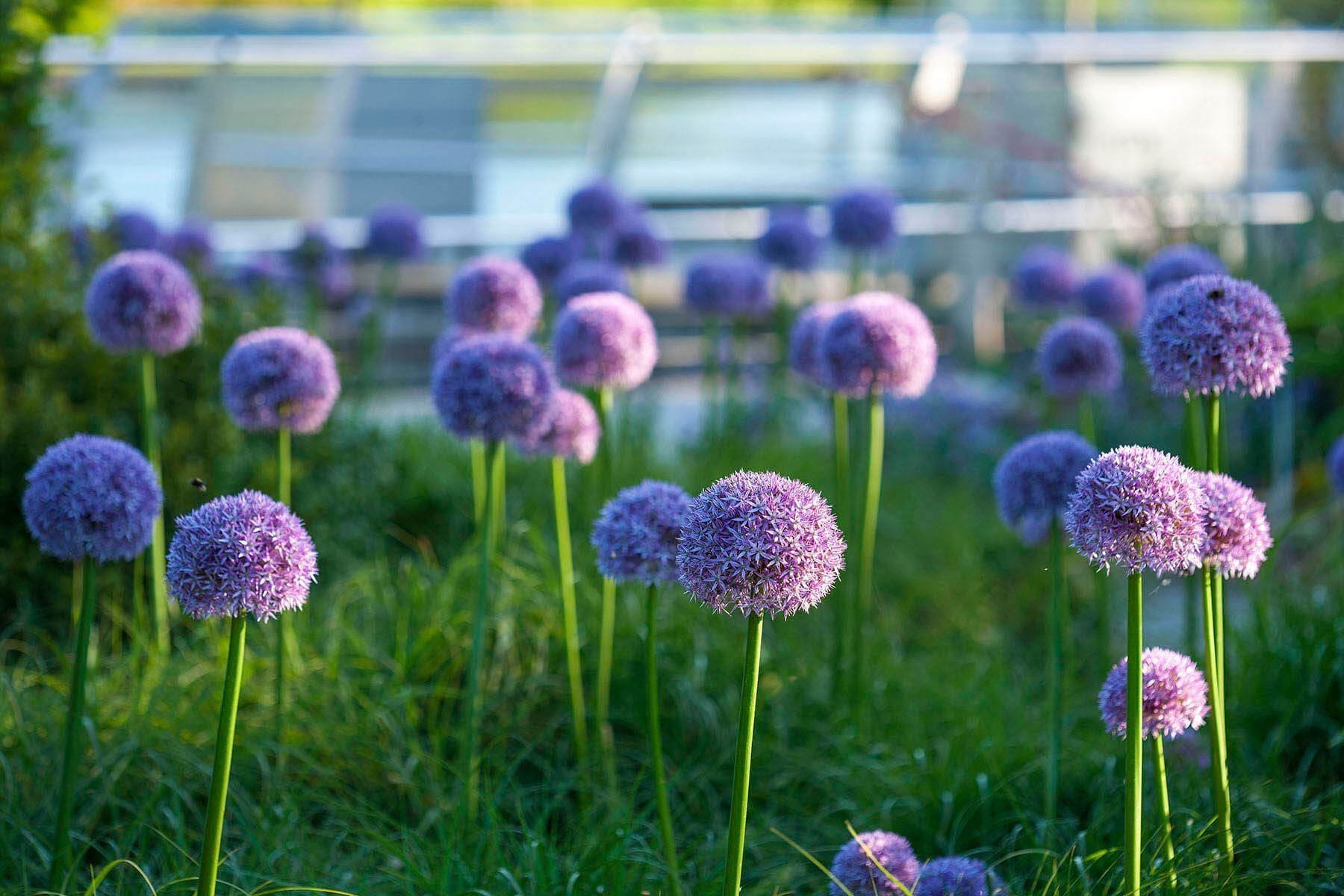 Okrasný česnek jako ozdoba vaší zahrady