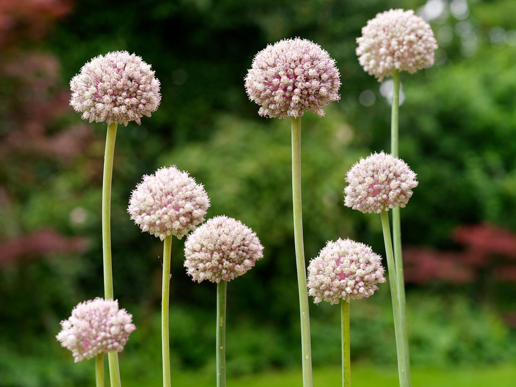 Okrasný česnek jako ozdoba vaší zahrady