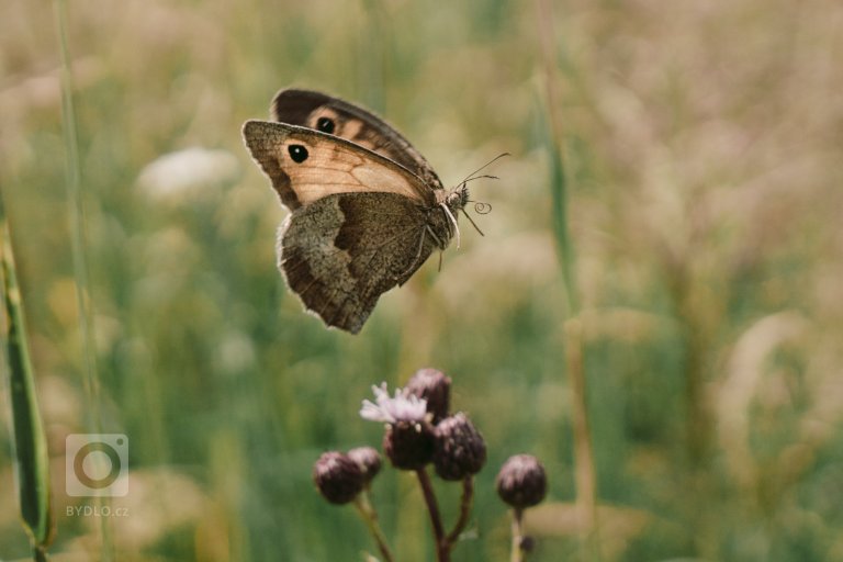 add picture to album