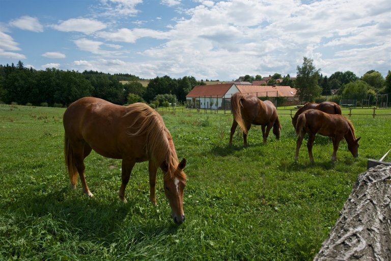 Historie tohoto statku u Písku sahá hluboko do minulosti a je nádherným příkladem, jak lze pečovat o rodinnou tradici.&nbsp;Dnes už byste neuvěřili, že tohle…