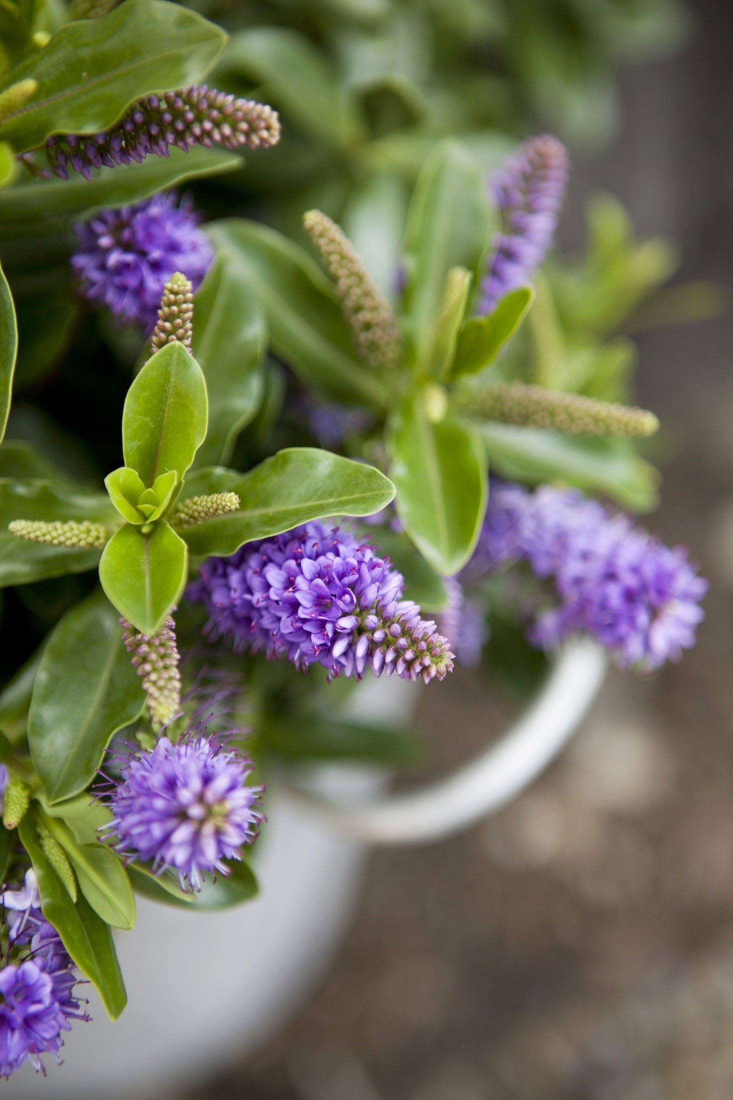 Barevné truhlíky plné mrazuvzdorných rostlin