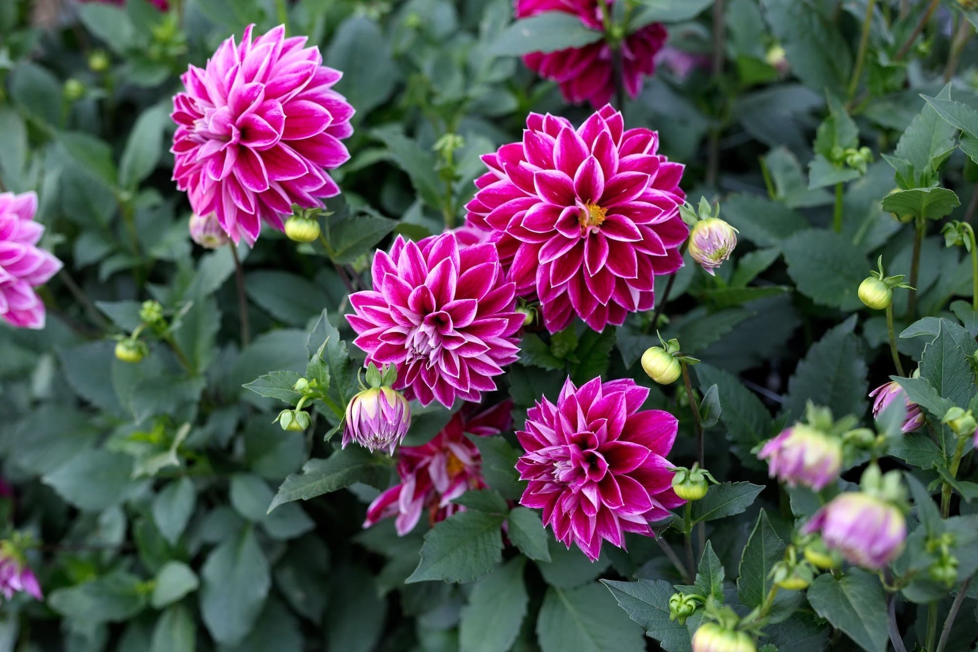 Jiřina Purple Pearl