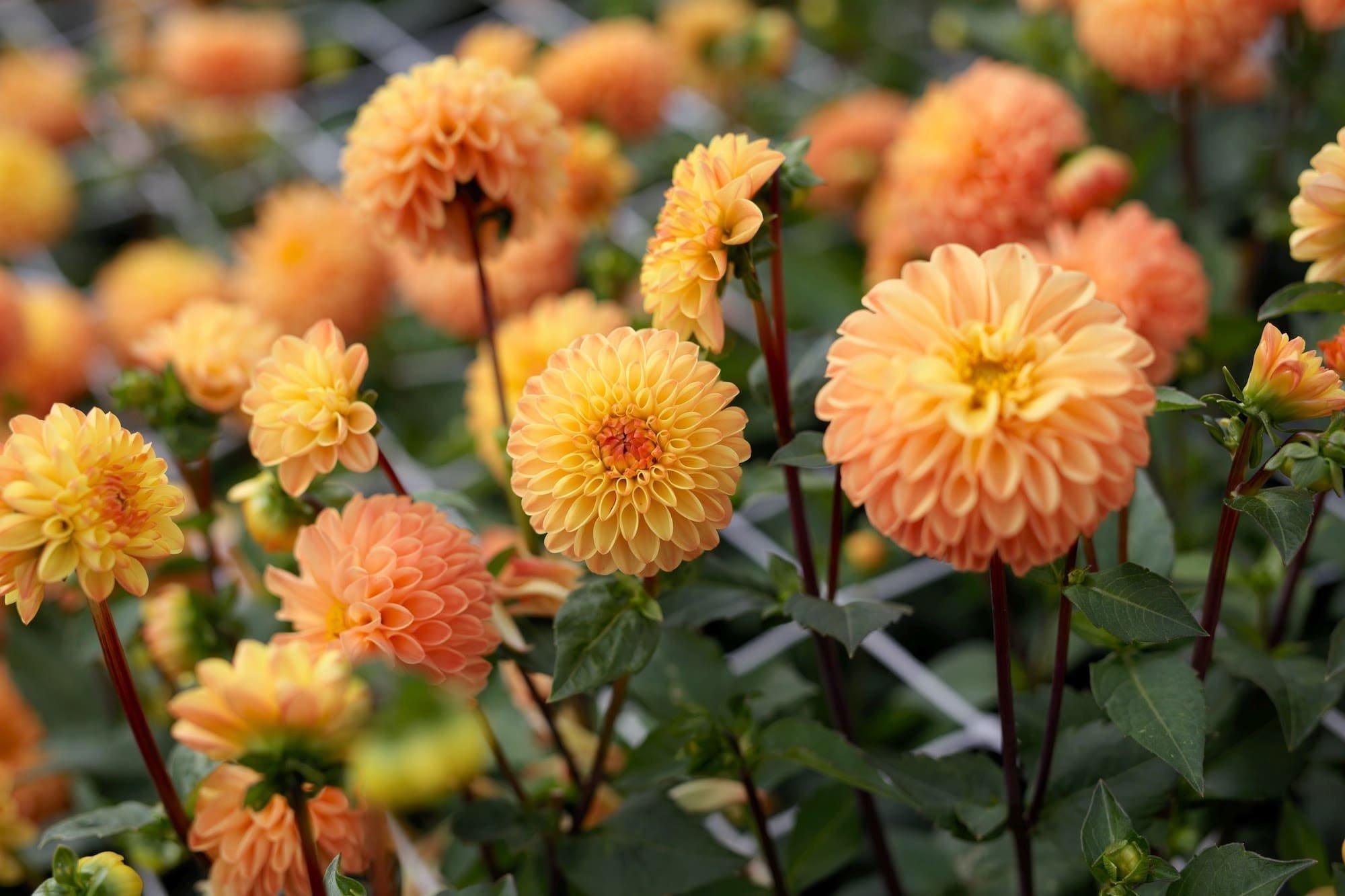 Jiřina Souvenir D'eté