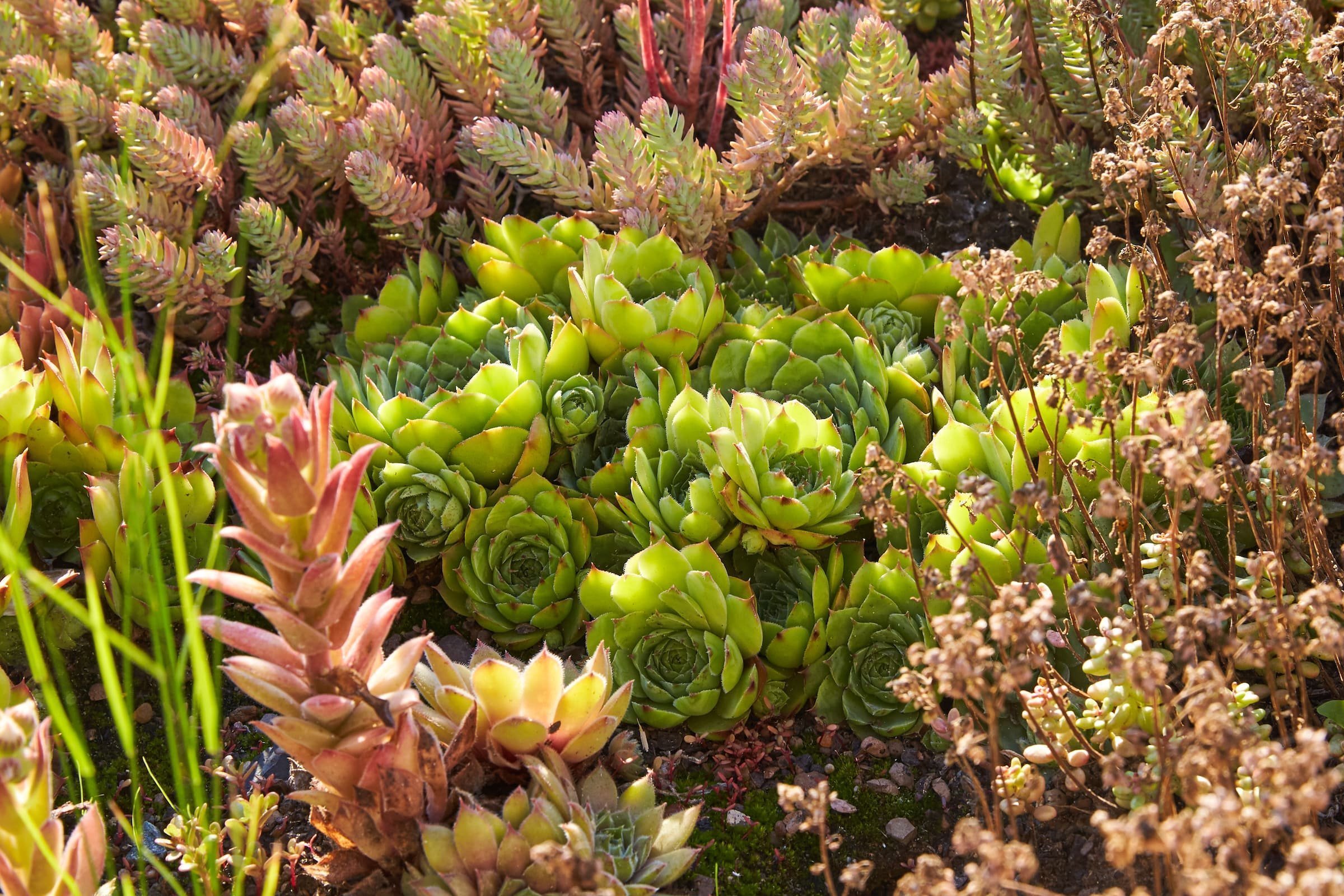 Pasivní dům ze slámy jako ekologický projekt roku