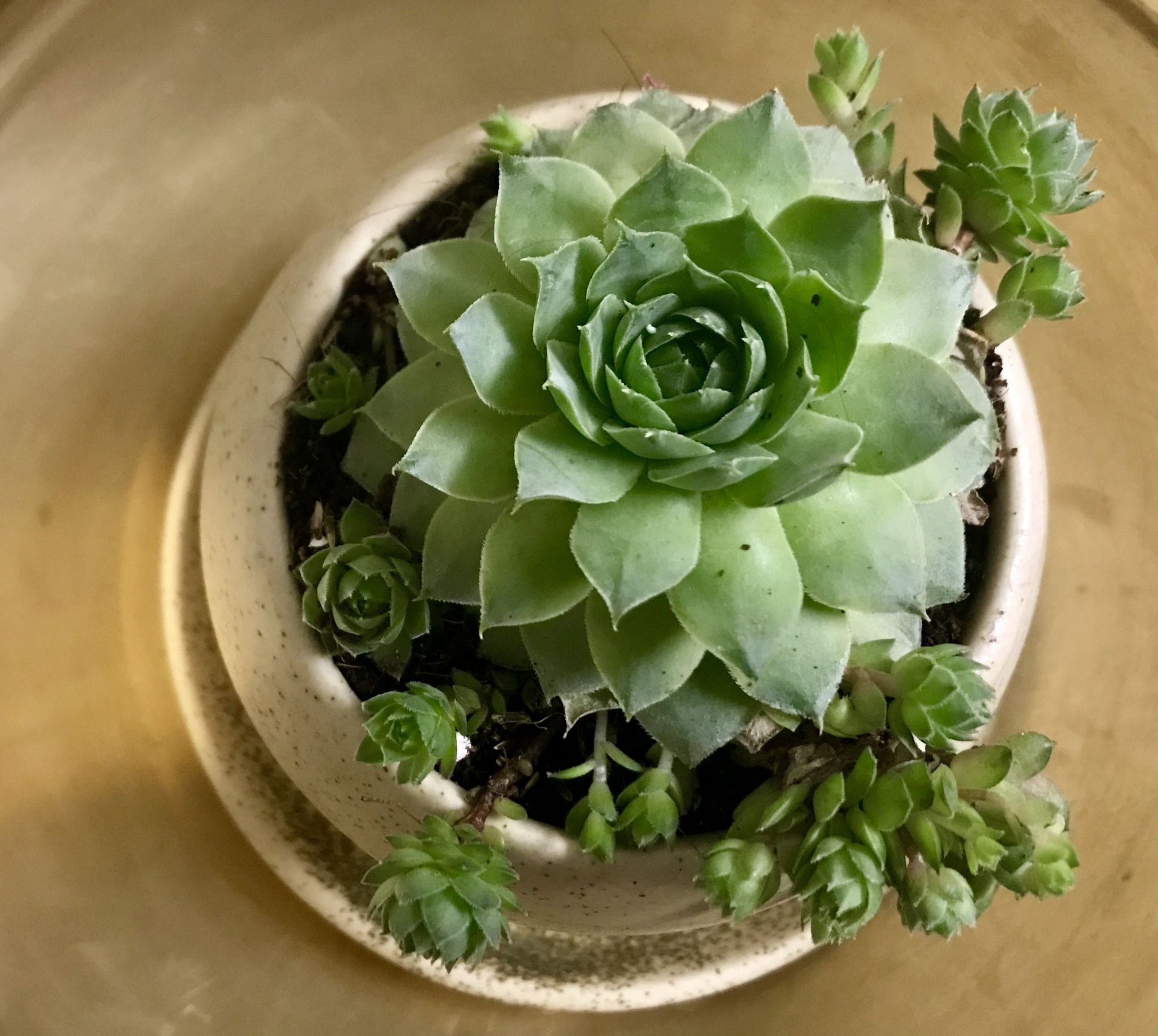 Pěstování sukulentů – hodně světla, málo vody