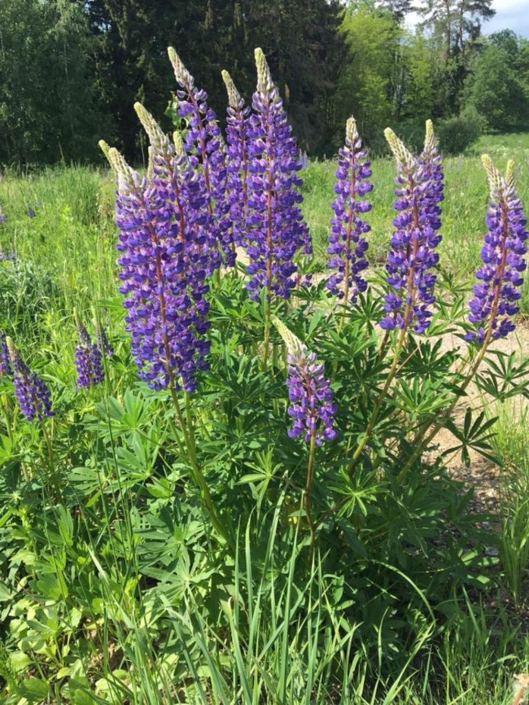 Půvabný dům v údolí luk