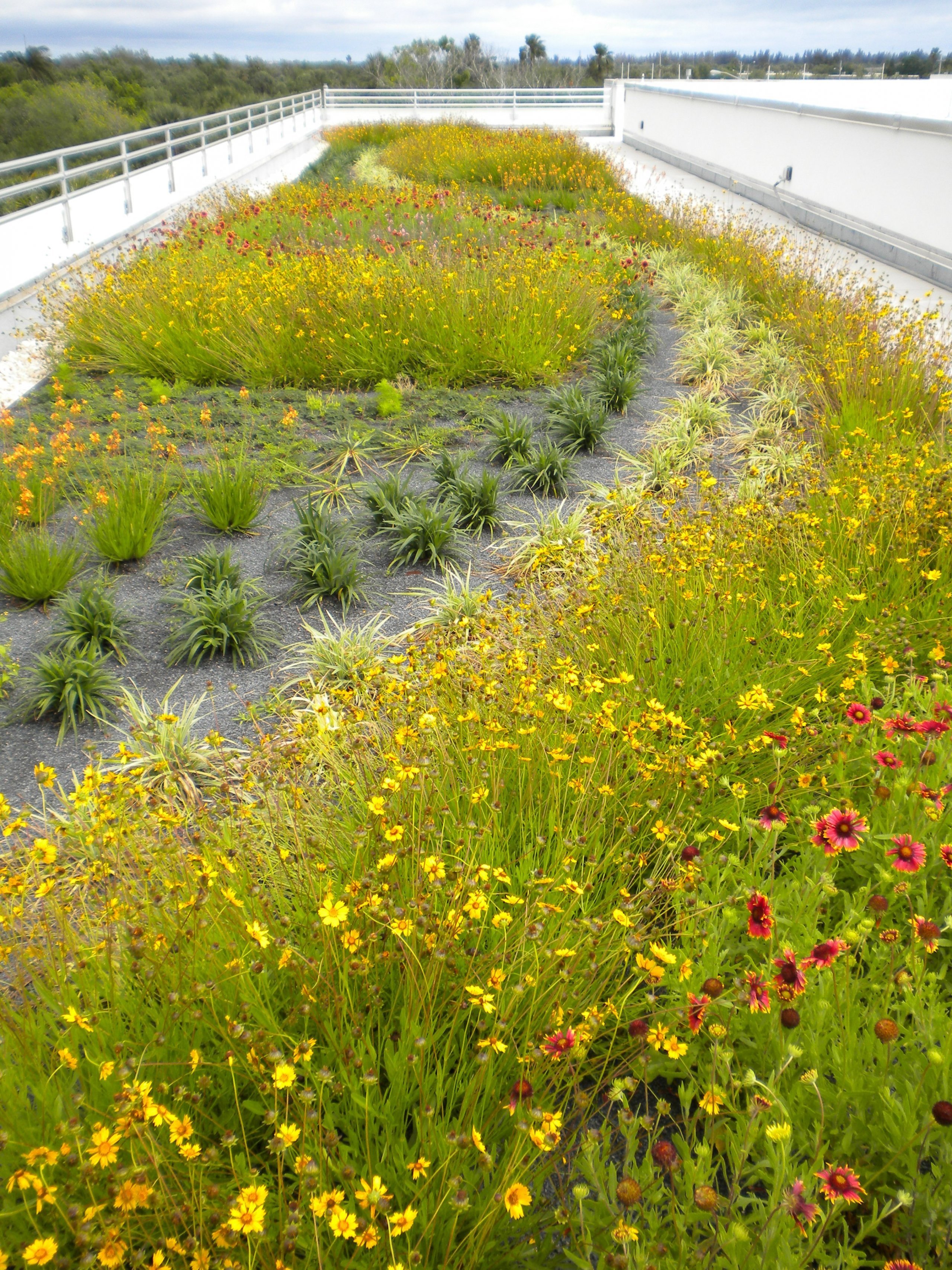 Zelené střechy jako přírodní klimatizace