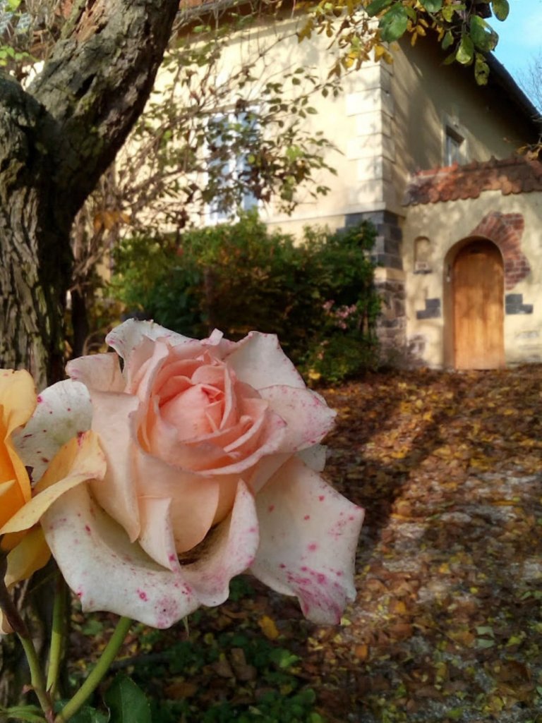 Zpustošenou stodolu proměnili v kouzelné místo