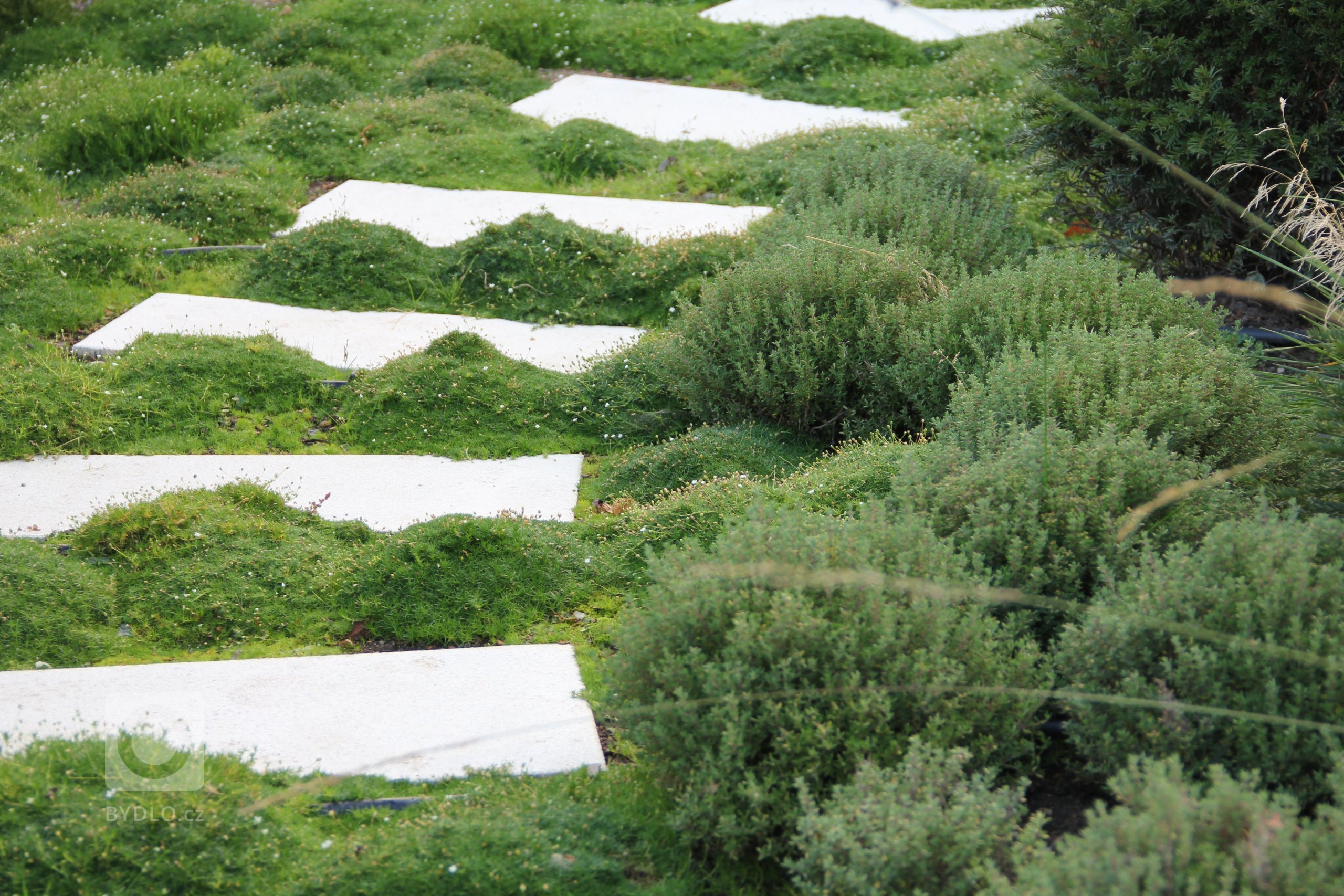 Na jaře se zahradou rozvine vůně tymiánu.