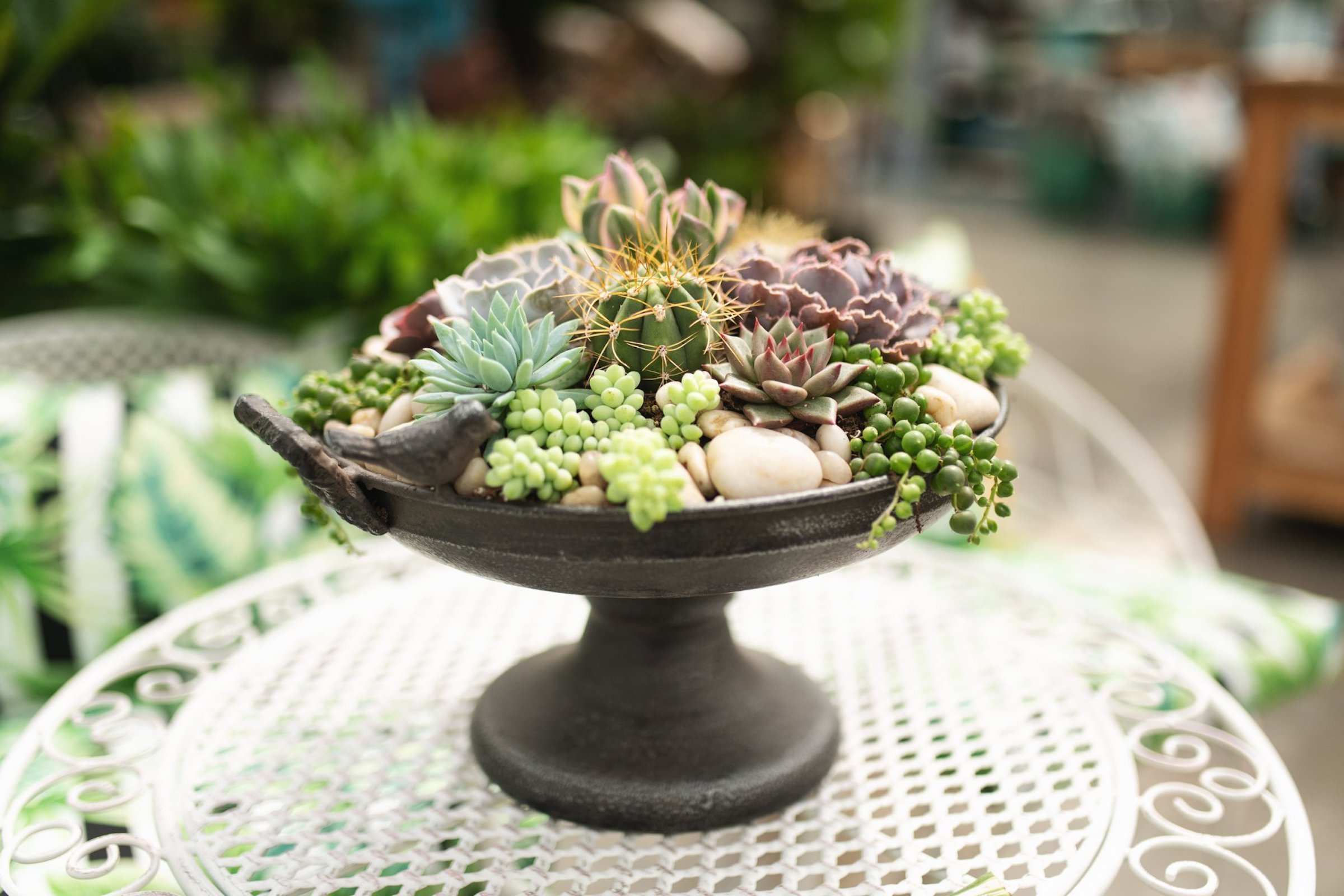 Sukulenty: Živé dekorace