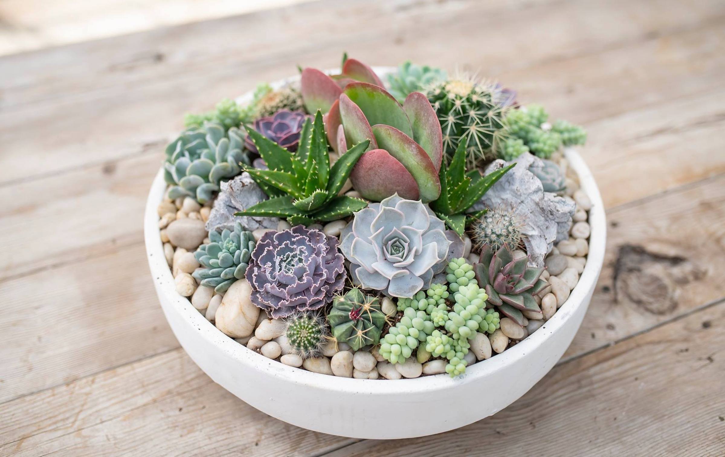 Sukulenty: Živé dekorace