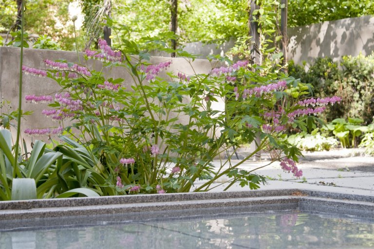 Uprostřed hlučného, přeplněného, rozpáleného města se ve vnitrobloku schovala malá zahrada. Zahrada tichá se zvukem zurčící vody, zahrada chladivá s vodními…