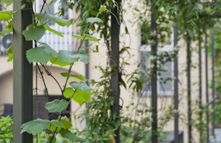 Uprostřed hlučného, přeplněného, rozpáleného města se ve vnitrobloku schovala malá zahrada. Zahrada tichá se zvukem zurčící vody, zahrada chladivá s vodními…