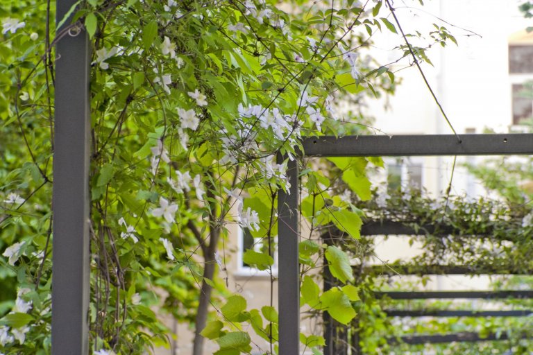 Uprostřed hlučného, přeplněného, rozpáleného města se ve vnitrobloku schovala malá zahrada. Zahrada tichá se zvukem zurčící vody, zahrada chladivá s vodními…