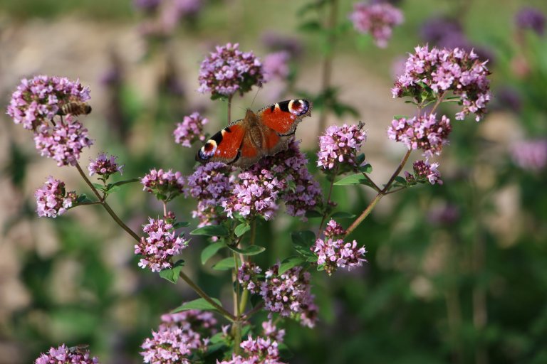Zahrada je navržena intuitivně, s vkusem k zahradní architektuře a na základě potřeb majitelů. Před chalupou je klasická okrasná předzahrádka a slouží též pro…