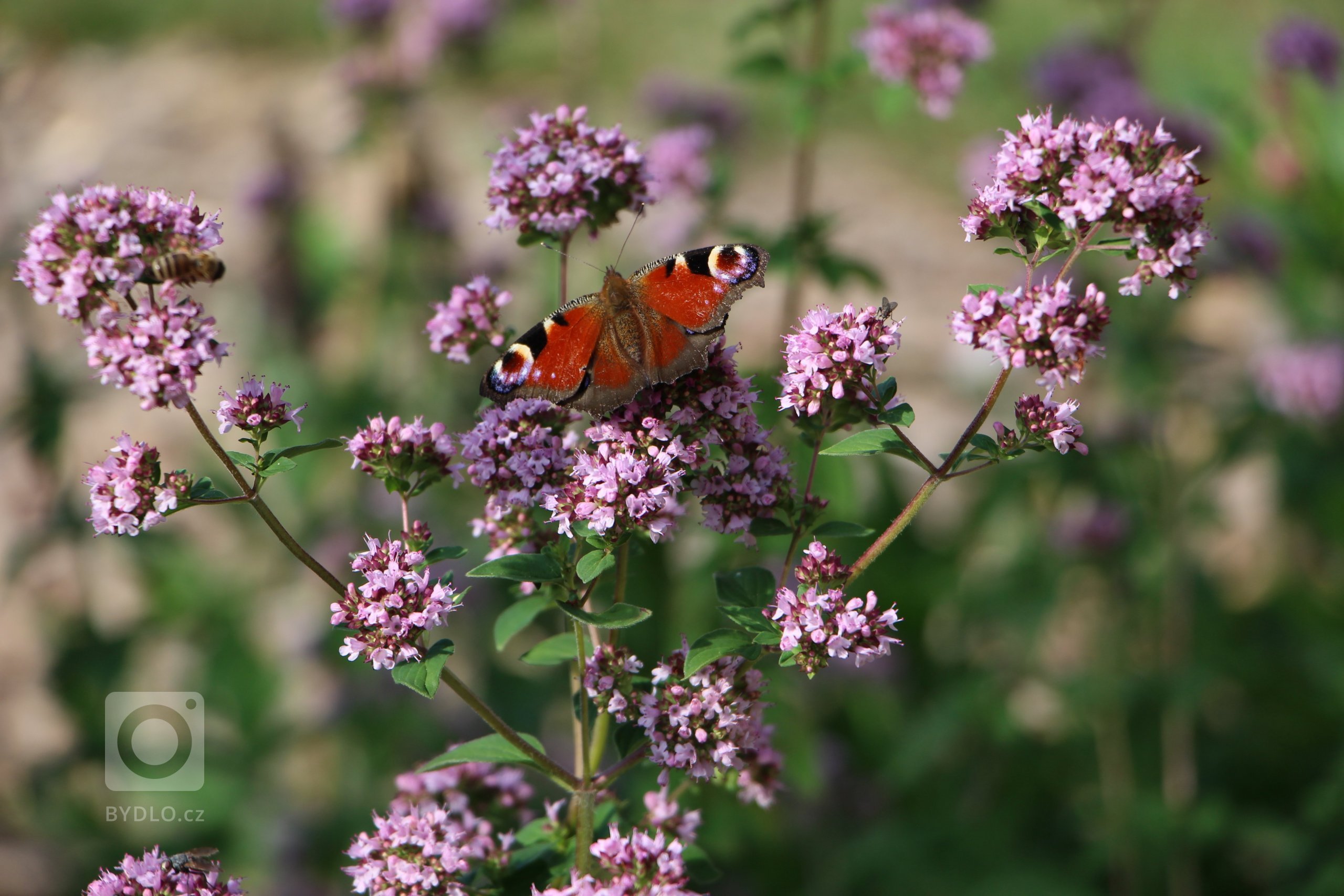 Zahrada je navržena intuitivně, s vkusem k zahradní architektuře a na základě potřeb majitelů. Před chalupou je klasická okrasná předzahrádka a slouží též pro…