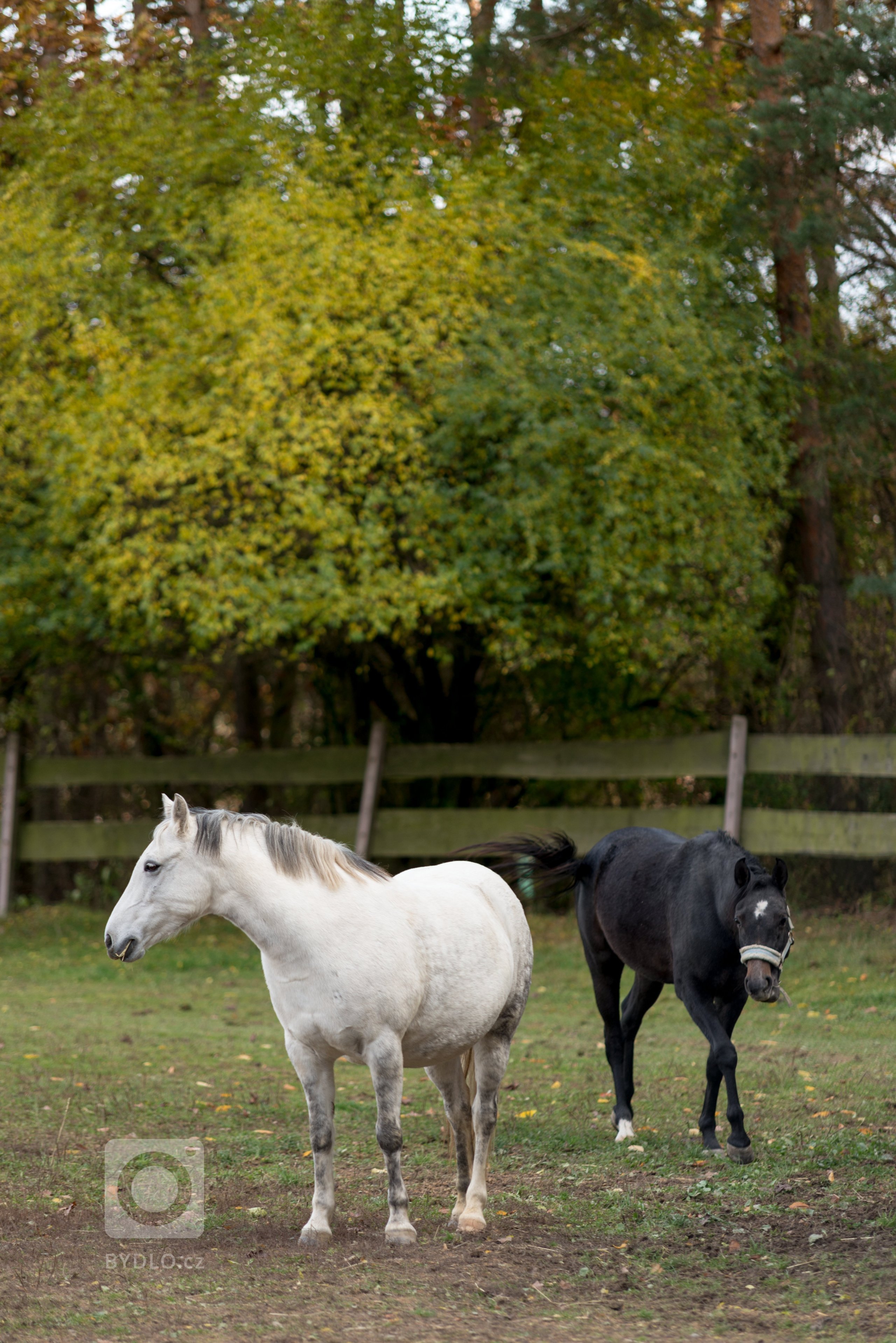 Srub zasazený na pozemku v blízkosti lesa je obklopený volným nezastavěným prostorem a pastvinami s koňmi. Koncept domu, zařízení, dispozice a vybavení jsou…