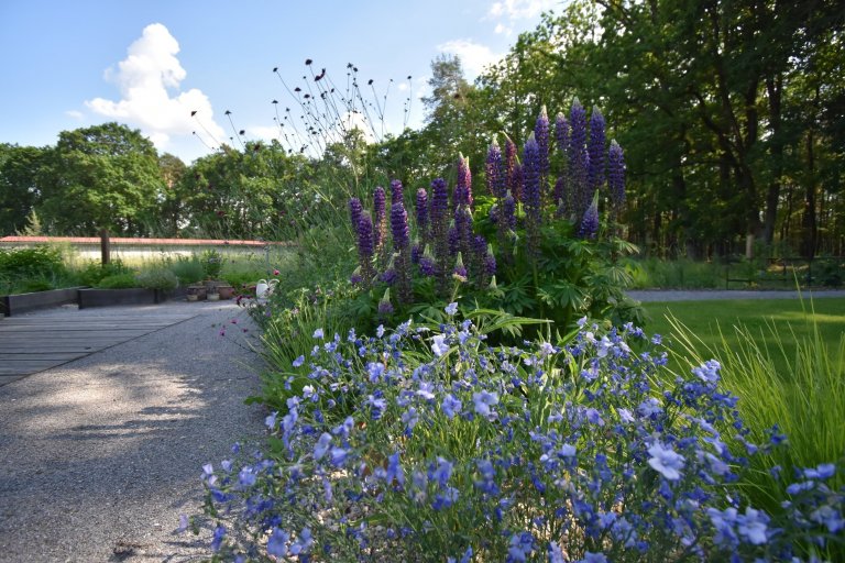 Pozveme vás do zahrady, která je nám velmi blízká. Nachází se na okraji dubového lesa a její atmosféra připomíná severskou náladu a dnes tolik skloňované…