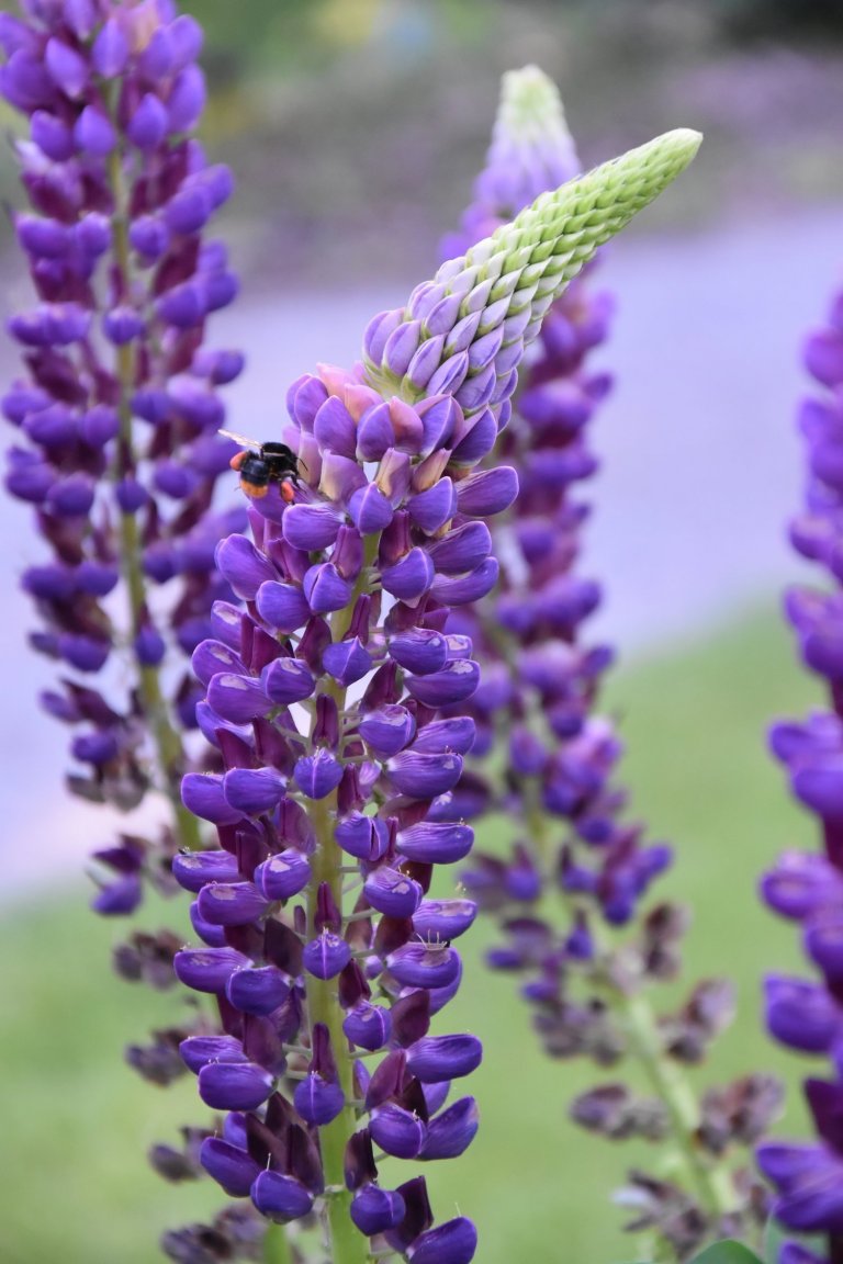 Pozveme vás do zahrady, která je nám velmi blízká. Nachází se na okraji dubového lesa a její atmosféra připomíná severskou náladu a dnes tolik skloňované…