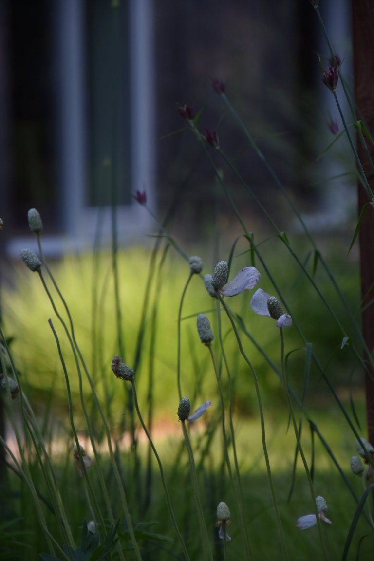 Pozveme vás do zahrady, která je nám velmi blízká. Nachází se na okraji dubového lesa a její atmosféra připomíná severskou náladu a dnes tolik skloňované…