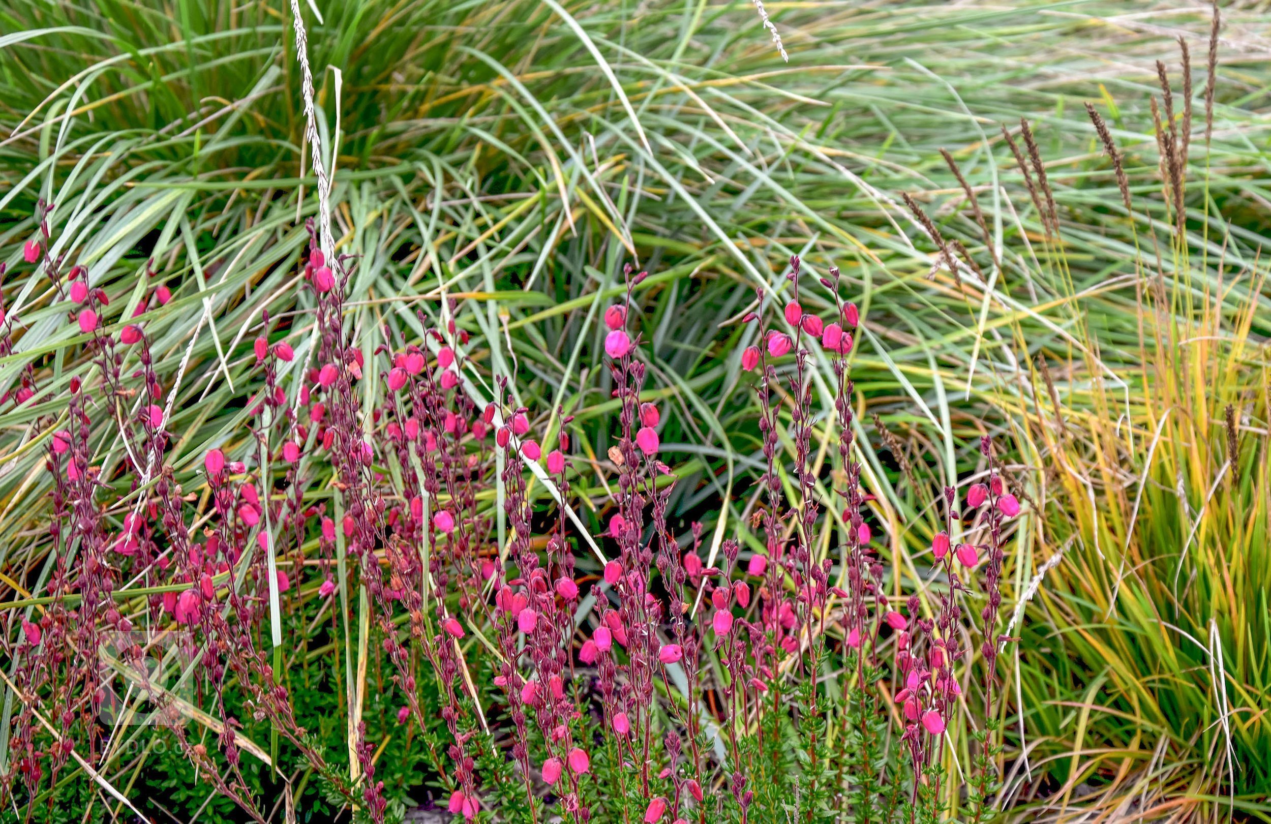 Zahradu, kterou představujeme tentokrát, jsme navrhli v těsné spolupráci s mladými architekty z atelieru Mio architects, kteří zajišťovali projekt domu.…