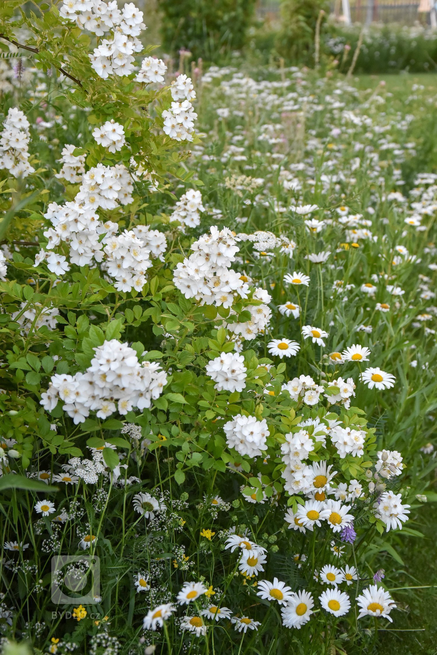 Další zahradou ze &bdquo;série&ldquo; přírodních zahrad je venkovská zahrada na Benešovsku.

Jak ji co nejlépe popsat?

Vzhled tohoto domu i zahrady pro…