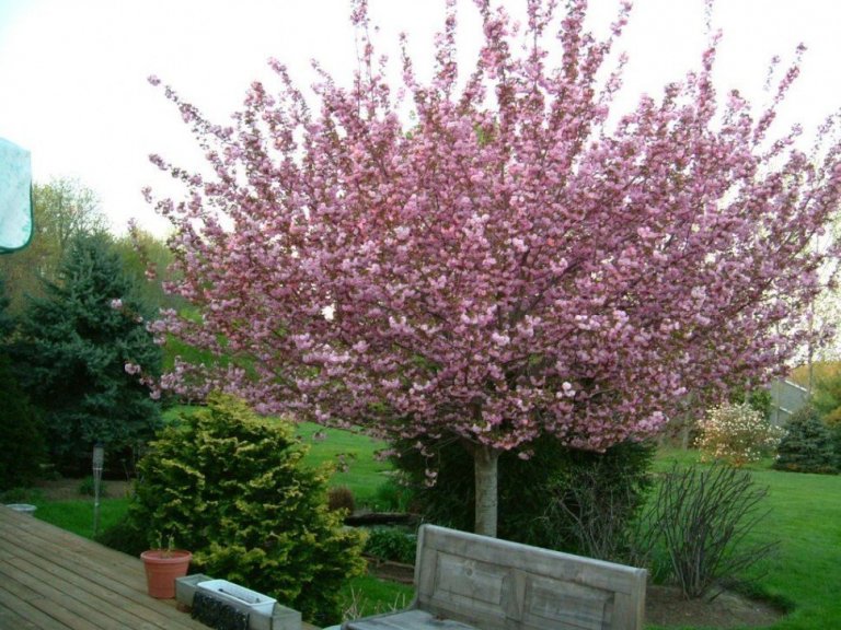 Sakura - třešeň která zdobí zahrady